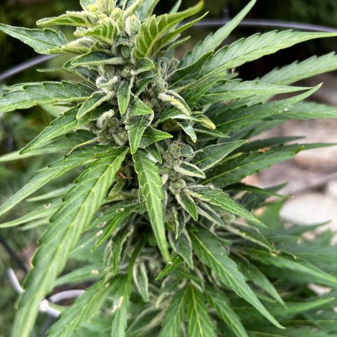 Runtz Autoflower  growlog timeline photo