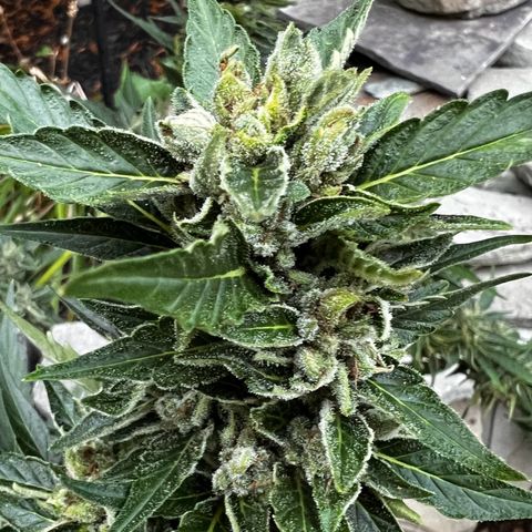 Runtz Autoflower  growlog photo: Getting frosty