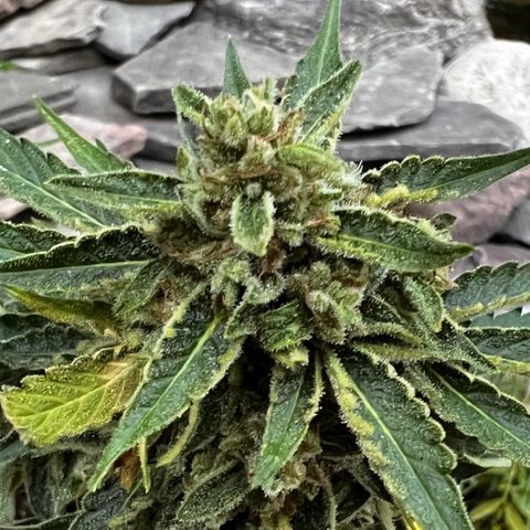 Runtz Autoflower  growlog photo: Getting frosty