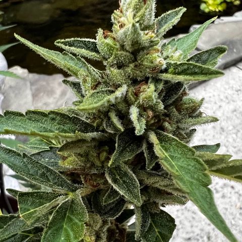 Runtz Autoflower  growlog photo: Getting frosty