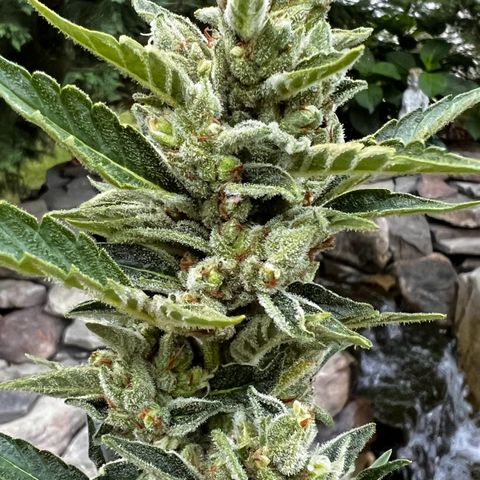 Runtz Autoflower  growlog photo: Getting frosty