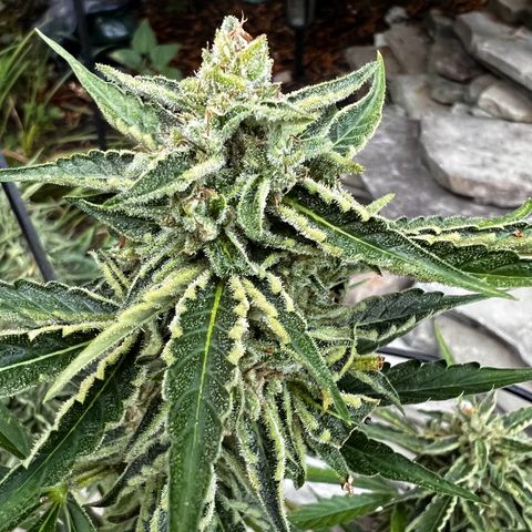 Runtz Autoflower  growlog photo: Getting frosty