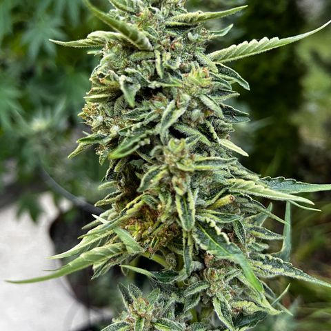 Runtz Autoflower  growlog photo: Getting frosty