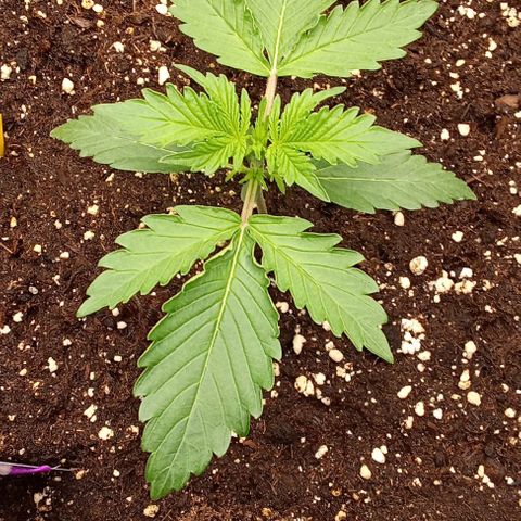Banana Purple Punch Automatik #1 Hinten Rechts  growlog timeline photo