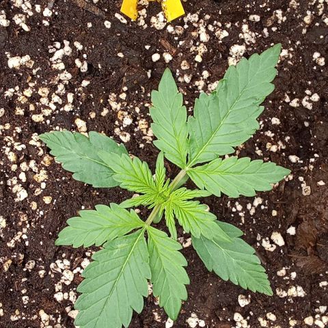 Banana Purple Punch Automatik #1 Hinten Rechts  growlog timeline photo