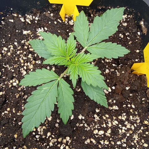 Banana Purple Punch Automatik #1 Hinten Rechts  growlog timeline photo