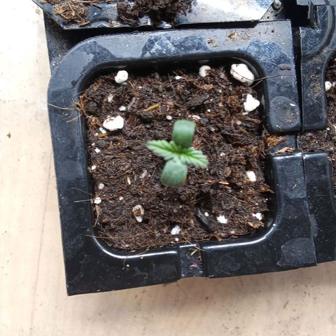 Gorilla Punch Automatik  growlog timeline photo