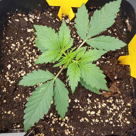 Banana Purple Punch Automatik #1 Hinten Rechts  growlog timeline photo
