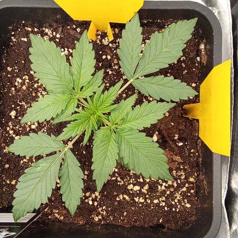 Banana Purple Punch Automatik #1 Hinten Rechts  growlog timeline photo
