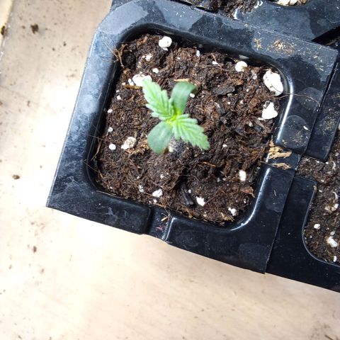 Gorilla Punch Automatik  growlog timeline photo