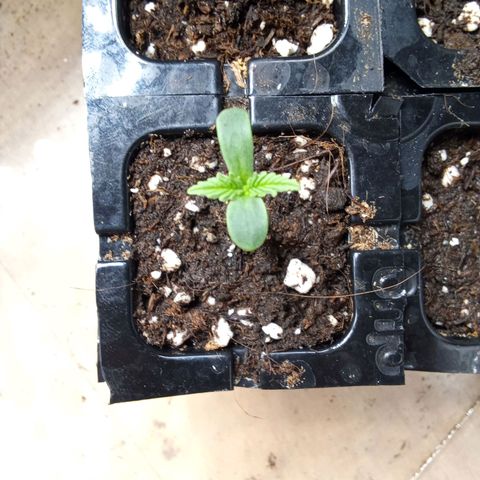 Zkittlez Automatic  growlog timeline photo