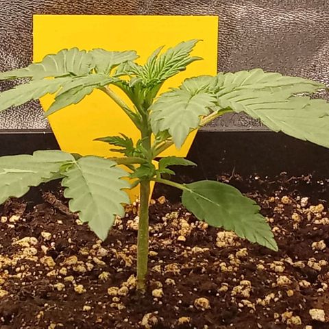 Banana Purple Punch Automatik #1 Hinten Rechts  growlog timeline photo