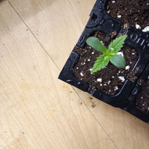 Zkittlez Automatic  growlog timeline photo