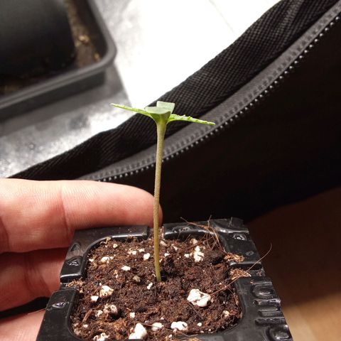 Zkittlez Automatic  growlog timeline photo
