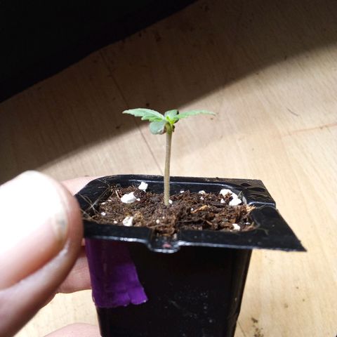 Gorilla Punch Automatik  growlog timeline photo