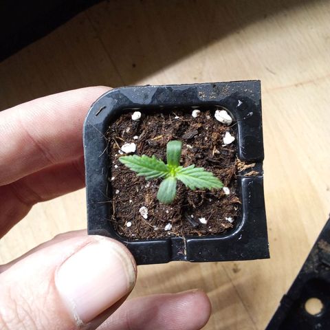 Gorilla Punch Automatik  growlog timeline photo