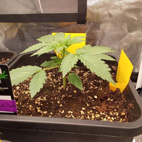 Banana Purple Punch Automatik #1 Hinten Rechts  growlog timeline photo