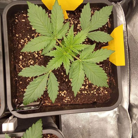 Banana Purple Punch Automatik #1 Hinten Rechts  growlog timeline photo