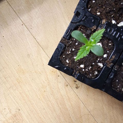 Zkittlez Automatic  growlog timeline photo