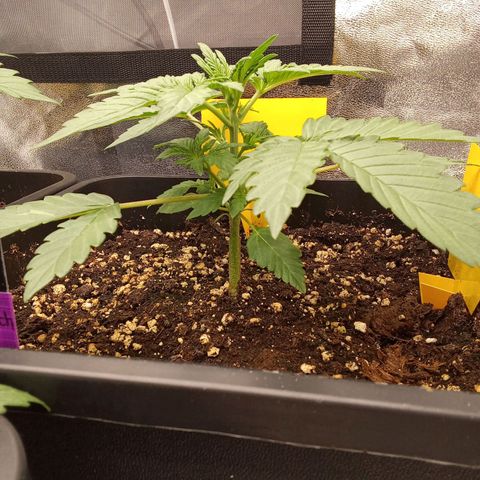 Banana Purple Punch Automatik #1 Hinten Rechts  growlog timeline photo