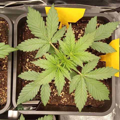 Banana Purple Punch Automatik #1 Hinten Rechts  growlog timeline photo