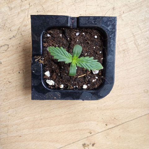 Gorilla Punch Automatik  growlog timeline photo