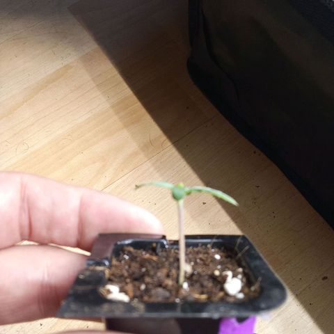 Gorilla Punch Automatik  growlog timeline photo