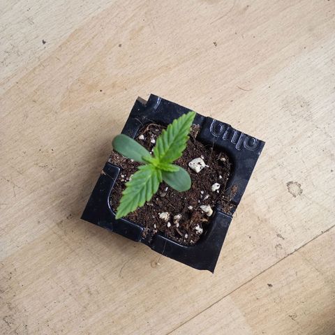 Zkittlez Automatic  growlog timeline photo