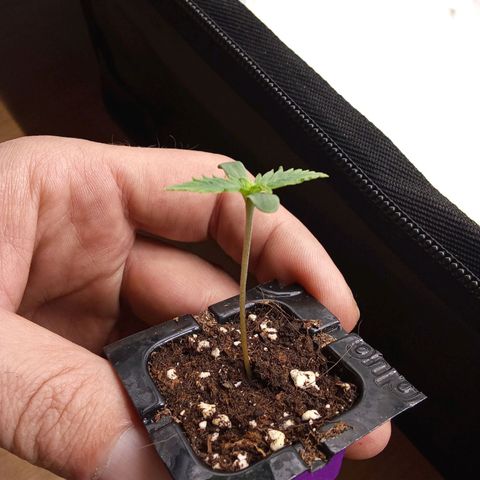 Zkittlez Automatic  growlog timeline photo