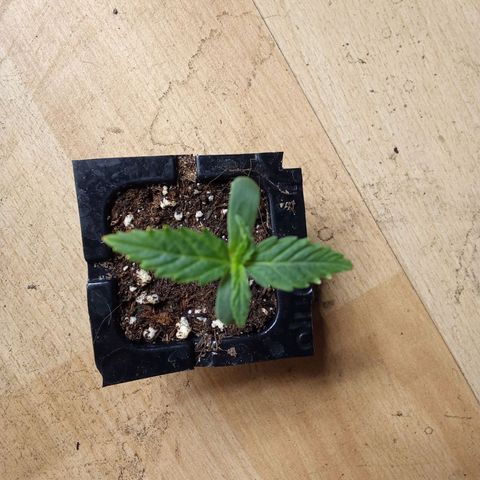Zkittlez Automatic  growlog timeline photo
