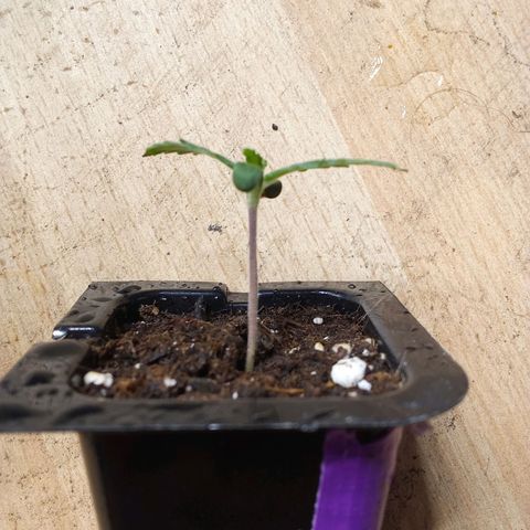 Gorilla Punch Automatik  growlog timeline photo