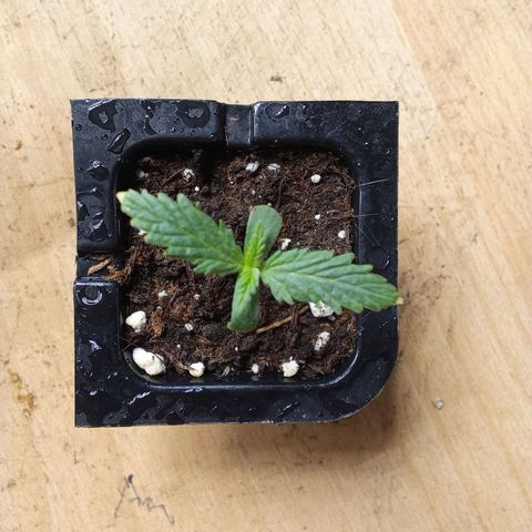 Gorilla Punch Automatik  growlog timeline photo