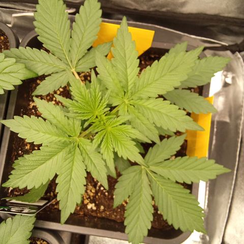 Banana Purple Punch Automatik #1 Hinten Rechts  growlog timeline photo