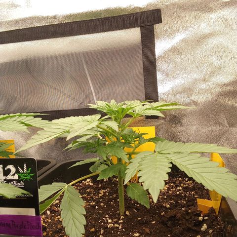 Banana Purple Punch Automatik #1 Hinten Rechts  growlog timeline photo