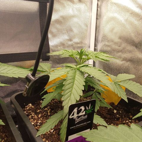Banana Purple Punch Automatik #1 Hinten Rechts  growlog timeline photo