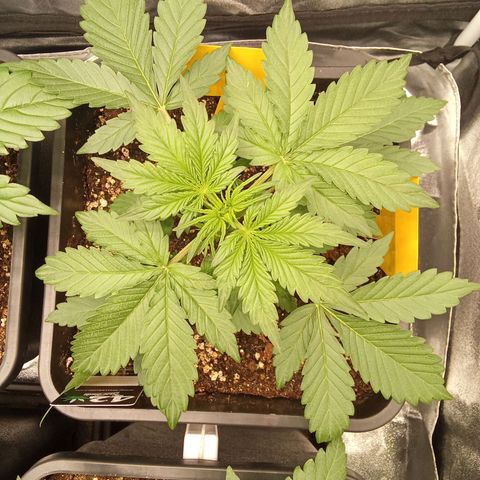 Banana Purple Punch Automatik #1 Hinten Rechts  growlog timeline photo