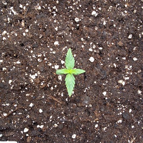 Zkittlez Automatic  growlog timeline photo
