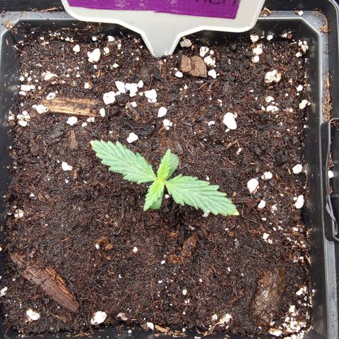 Gorilla Punch Automatik  growlog timeline photo
