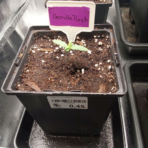 Gorilla Punch Automatik  growlog timeline photo