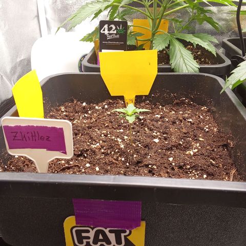 Zkittlez Automatic  growlog timeline photo