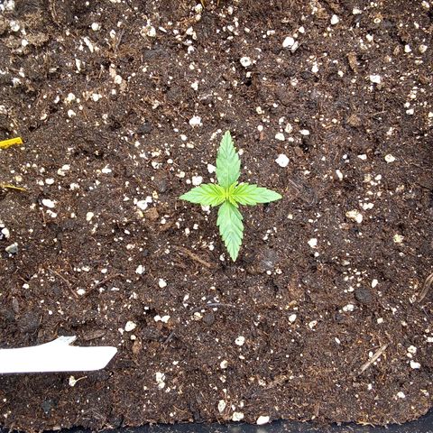 Zkittlez Automatic  growlog timeline photo