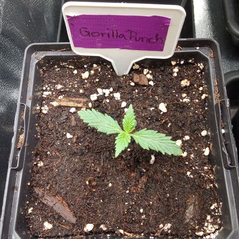 Gorilla Punch Automatik  growlog timeline photo