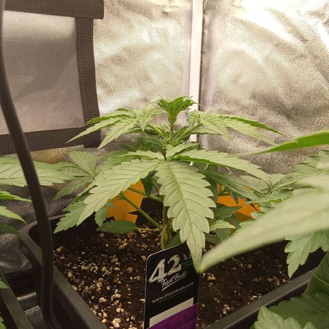 Banana Purple Punch Automatik #1 Hinten Rechts  growlog timeline photo