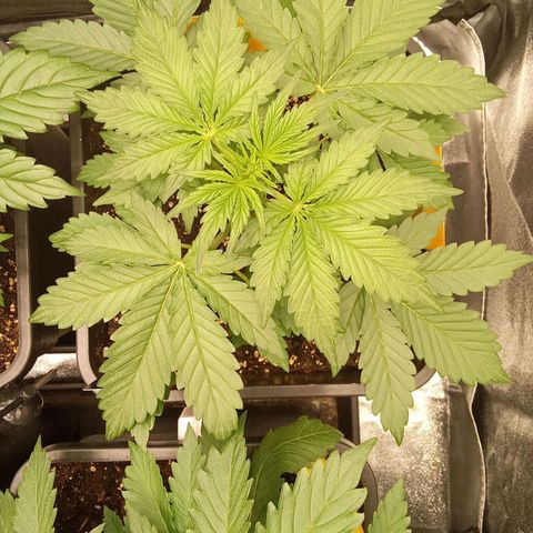 Banana Purple Punch Automatik #1 Hinten Rechts  growlog timeline photo