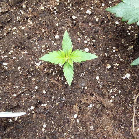 Zkittlez Automatic  growlog timeline photo