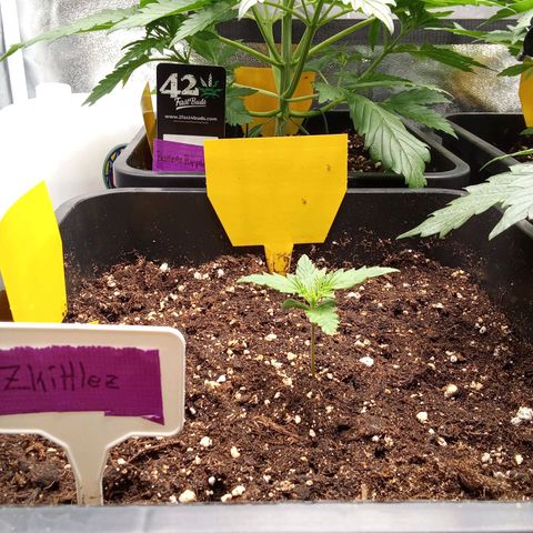Zkittlez Automatic  growlog timeline photo