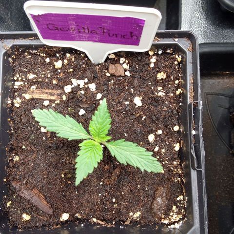 Gorilla Punch Automatik  growlog timeline photo