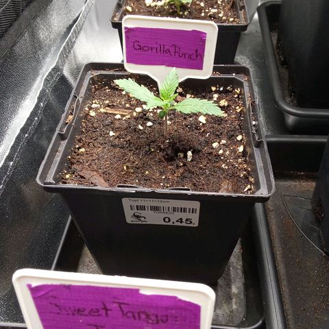 Gorilla Punch Automatik  growlog timeline photo