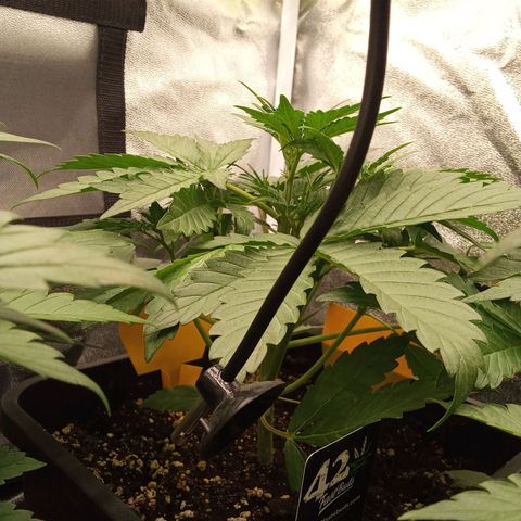 Banana Purple Punch Automatik #1 Hinten Rechts  growlog timeline photo