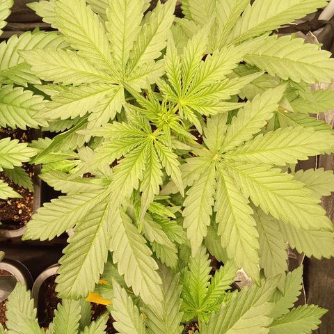 Banana Purple Punch Automatik #1 Hinten Rechts  growlog timeline photo